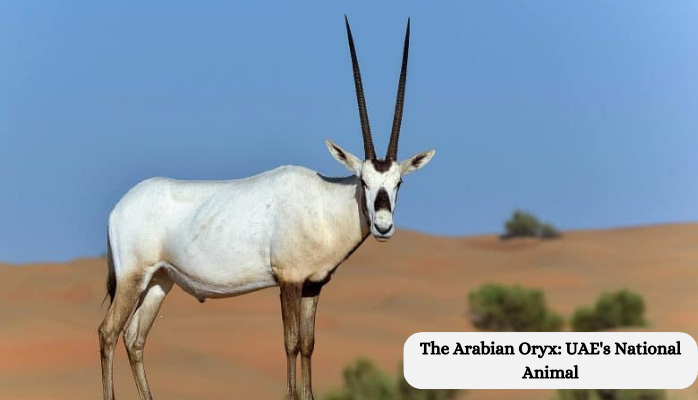 The Arabian Oryx: UAE's National Animal